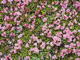 Alpine Azalea (Loiseleuria Procumbens), Denali National Park, Alaska, USA Photographic Print by Patrick Endres