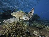 Green Sea Turtle (Chelonia Mydas) Swimming over a Coral Reef, Sipidan Island, Malaysia Photographic Print by David Fleetham