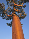 Grandidier´S Baobab (Adansonia Grandidieri), Near Morondava, Madagascar Photographic Print by Thomas Marent