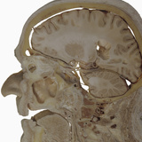 The Human Head and Brain in Sagittal Section Revealing the Position of the Brain, Brainstem Photographic Print by Ralph Hutchings