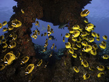 Schooling Raccoon Butterflyfish (Chaetodon Lunula), Lanai, Hawaii, USA, Digital Composite Photographic Print by David Fleetham