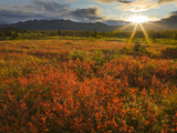 Sunrise over the Crimson Dwarf Birch Tundra, Denali National Park, Alaska, USA Photographic Print by Patrick Endres