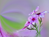 Close-Up of Drummond Phlox (Phlox Drummondii), Hilton Head Island, South Carolina, USA Photographie par Adam Jones