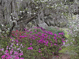 Flowering Dogwood Tree, Cornus Florida, and Azaleas in Full Bloom, Middlteton Place, South Carolina Photographic Print by Adam Jones