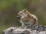 Red Squirrel (Tamiasciurus Hudsonicus) Eating Seeds on a Rock in the Rain, Minnesota, USA Photographic Print by Cheryl Ertelt