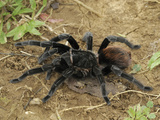 Tarantula (Brachypelma Vagans), Belize Photographic Print by Thomas Marent