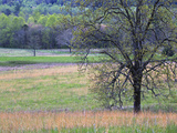 Black Walnut Tree (Juglans Nigra) in Early Spring, Cades Cove, Great Smoky Mountains National Park Photographic Print by Adam Jones