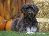 Portuguese Water Dog Photographic Print by Cheryl Ertelt