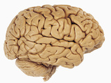 Lateral View of the Human Brain Showing the Cerebrum and Cerebellum Photographic Print by Ralph Hutchings