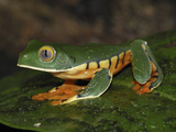Splendid Leaf Frog (Agalychnis Calcarifer), Siquirres, Costa Rica Photographic Print by Thomas Marent