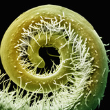 Squash Tendril, a Modified and Specialized Leaf Used to Attach the Plant to an Object for Support Photographic Print by Richard Kessel