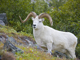 Dall Sheep Ram (Ovis Dalli), Denali National Park, Alaska, USA Photographic Print by Patrick Endres