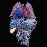 Major Organs of the Human Body Resin Cast of the Blood Vessels of the Lungs (Top) Heart Photographic Print by Ralph Hutchings
