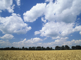 Wheat Field and Fair Weather Cumulus Clouds, Louisville, Kentucky Photographic Print by Adam Jones