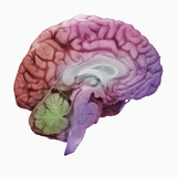 A Mid-Sagittal Section Showing the Left Half of the Human Brain, Brainstem, Midbrain Photographic Print by Ralph Hutchings