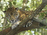Jaguar in a Tree (Panthera Onca), Belize Photographie par Thomas Marent