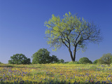 Mesquite Tree Among Low Bladderpod, Paintbrush, and Bluebonnet Spring Wildflowers, Hill Country Photographic Print by Adam Jones