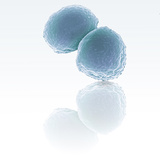 Staphylococcus Aureus Bacteria, SEM X60,000 Photographic Print by Stanley Flegler