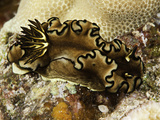 Black Margin Nudibranch (Glossodoris Atromarginata), Indo-Pacific Ocean Fotografie-Druck von David Fleetham