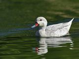 Silver Bahama Pintail Duck, Anas Bahamensis Fonna Alba Photographic Print by Adam Jones