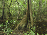Swamp in a Rainforest with Buttressed Tree Trunks, Cahuita National Park, Costa Rica Photographic Print by Thomas Marent