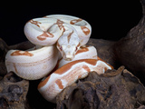 Albino Red-Tail Boa Constrictor (Boa Constrictor Constrictor), Captive, South America Photographic Print by Michael Kern