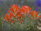 Indian Paintbrush (Castilleja), Sangre De Cristo Mountains, Colorado, USA Photographic Print by Don Grall