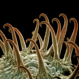 Cocklebur (Xanthium) Seeds Use Hooks to Latch onto Passing Animal Fur or People's Clothing Photographic Print by Richard Kessel