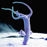 Hydra Budding (Hydra Littoralis) a Multicellular, Freshwater Organism Photographic Print by Stanley Flegler