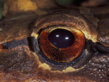 Close Up of the Eye of the Smokey Jungle Frog (Leptodactylus Pentadactylus) Corcovado National Park Photographic Print by Thomas Marent