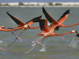 American Flamingos (Phoeniconais Ruber Ruber), Rio Lagartos Reserve, Yucatan, Mexico Photographic Print by Thomas Marent