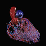 Human Heart Circulation, Resin Cast View of The Healthy Coronary Arteries of Young Person Photographic Print by Ralph Hutchings