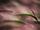 Foxtail Barley (Hordeum Jubatum), Polaris Project, Sakha Republic, Siberia, Russia, Arctic Photographic Print by Chris Linder