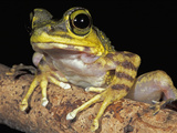 Long-Legged Frog Head (Amolops), Kinabalu National Park, Sabah, Borneo, Malaysia Photographic Print by Thomas Marent