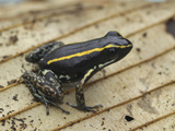 Striped Poison Dart Frog (Phyllobates Lugubris), Costa Rica Photographic Print by Thomas Marent