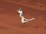 Verreaux's Sifaka Jumping (Propithecus Verreauxi), Berenty Private Reserve, Madagascar Photographic Print by Thomas Marent