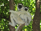 Verreaux's Sifaka with an Infant (Propithecus Verreauxi), Berenty Private Reserve, Madagascar Photographic Print by Thomas Marent