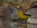 Evening Grosbeak (Coccothraustes Vespertinus) Male Drinking Water at the Edge of a Small Pond Photographie par Don Grall