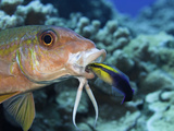 Yellowfin Goatfish, (Mulloidichthys Vanicolensis) and an Endemic Hawaiian Cleaner Wrasse Photographic Print by David Fleetham