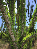 Madagascar Ocotillo (Alluaudia Procera), Didiereaceae, Spiny Forest, Berenty Private Reserve Photographic Print by Thomas Marent