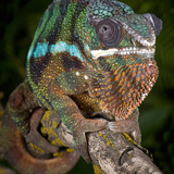 Panther Chameleon (Furcifer Pardalis), Ambanja, Madagascar, Captive Photographie par Michael Kern