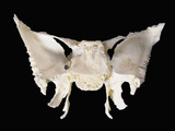 Sphenoid Skull Bone from Behind Photographic Print by Ralph Hutchings