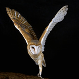 The Common Barn Owl (Tyto Alba) Is One of the Most Wide-Spread of All Land Birds, Captive Photographic Print by Michael Kern