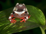 Clown Tree Frog (Dendropsophus Leucophyllatus), Captive Photographic Print by Michael Kern