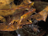 Warszewitsch's Frog (Rana Warszewitschii) a Near Threatened Species Camouflaged on Dead Leaves Photographic Print by Thomas Marent