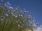 Blue Flax (Adenolinum Lewisii) Against a Blue Sky, Colorado, USA Photographic Print by Don Grall