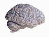 The Human Cerebrum and Cerebellum with Blood Vessels Visible under the Intact Arachnoid Membrane Photographic Print by Ralph Hutchings
