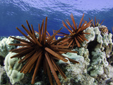 Slate Pencil Sea Urchins (Heterocentrotus Mammillatus) Fotografie-Druck von David Fleetham