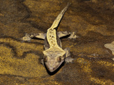 Crested Gecko (Rhacodactylus Ciliatus), New Caledonia Photographic Print by Adam Jones