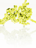 E. Coli Bacteria, SEM X10,000 Photographic Print by Stanley Flegler